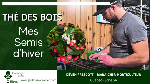 Semis du Thé des bois et stratification