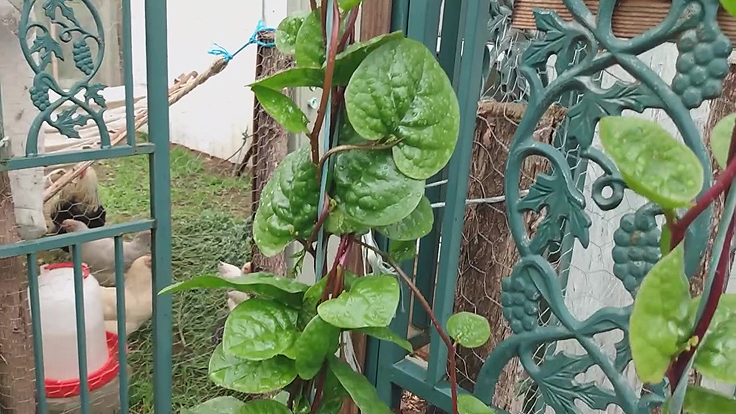 Épinard de Malabar - Une plante grimpante