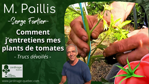 Comment enlever les gourmands sur ses plants de tomates