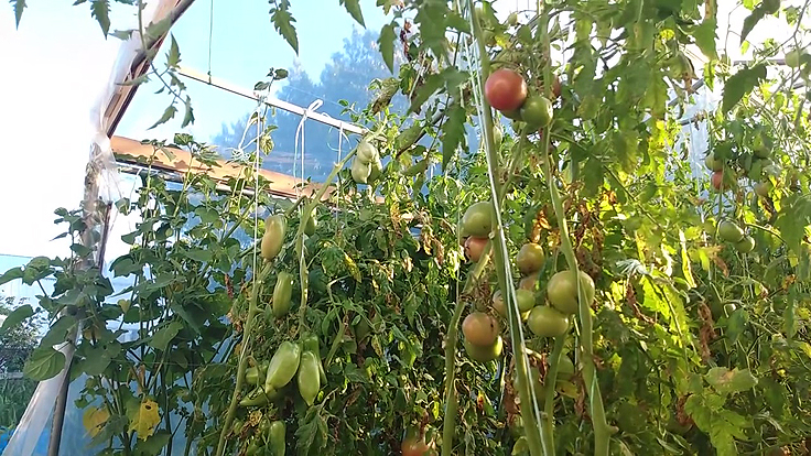 Faire mûrir les tomates