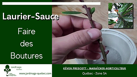 Multiplier le laurier-sauce