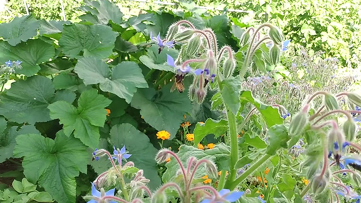 Une abeille butinant sur une fleur de bourrache