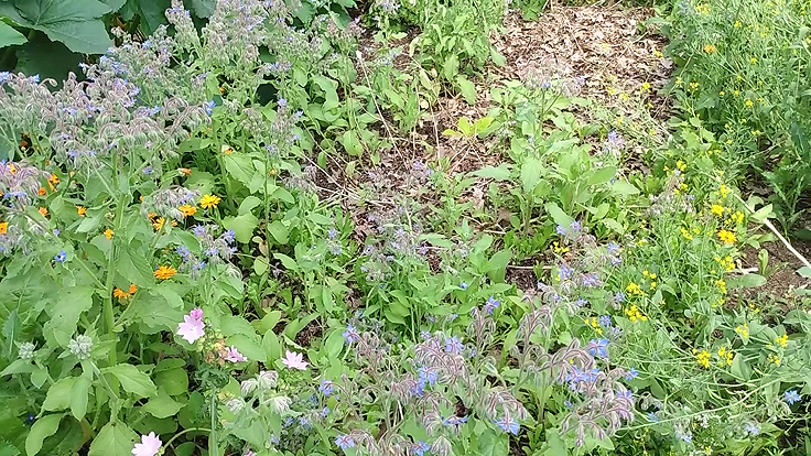 Des fleurs qui aident à la pollinisation des plantes au potager