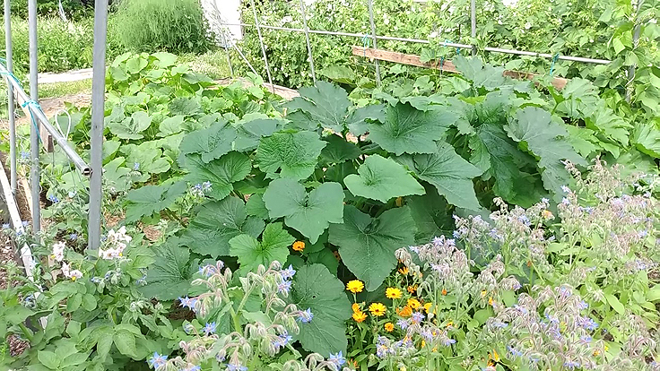Plantes potagères profitant de la présence d'insectes pour la pollinisation