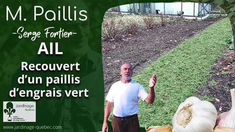 Recouvrir l'ail planté l'automne d'une paillis d'engrais vert