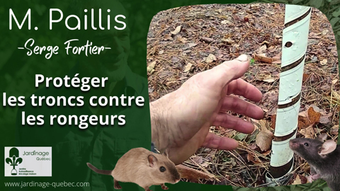 Protéger les troncs des jeunes arbres avant l'hiver