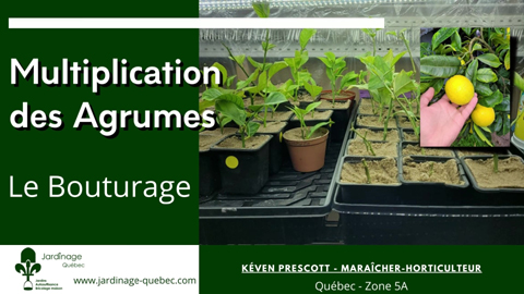 Bouturer les agrumes