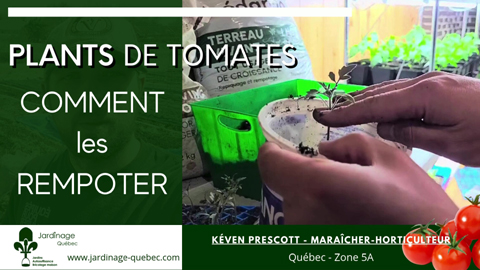 Rempoter les plants de tomates