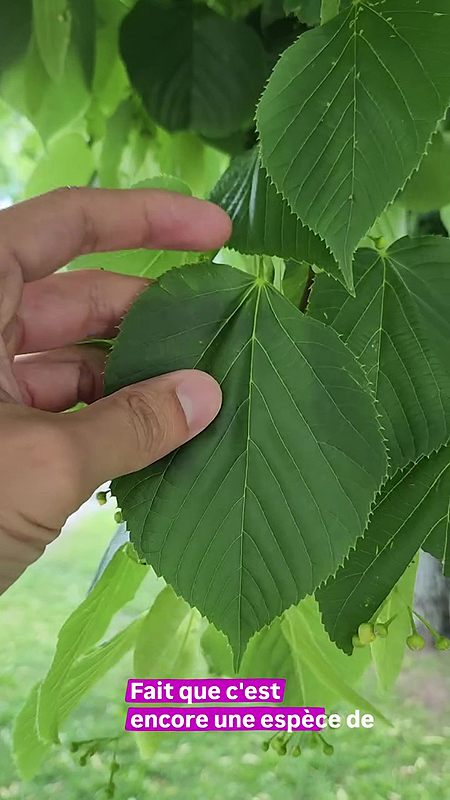 Petites feuilles du Tilleul à petites feuilles