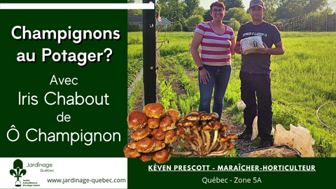 Culture de champignons au jardin potager