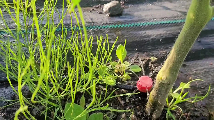 Ajustement du goutte à goutte