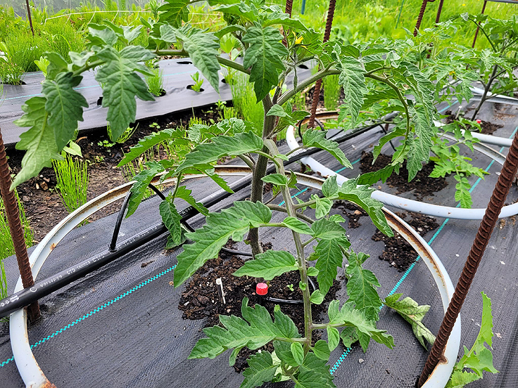 Kit d'irrigation goutte à goutte