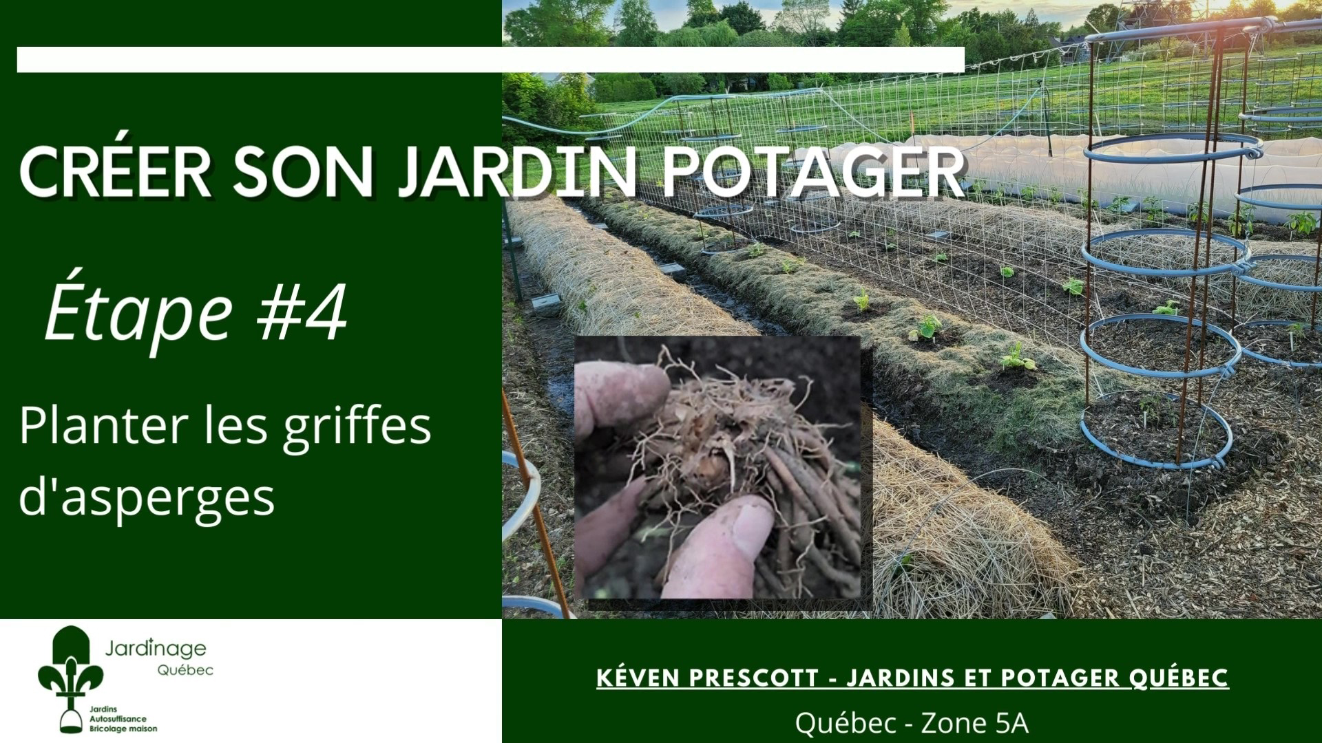 Planter des asperges