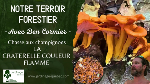 La Craterelle couleur de flamme - Champignons du Québec