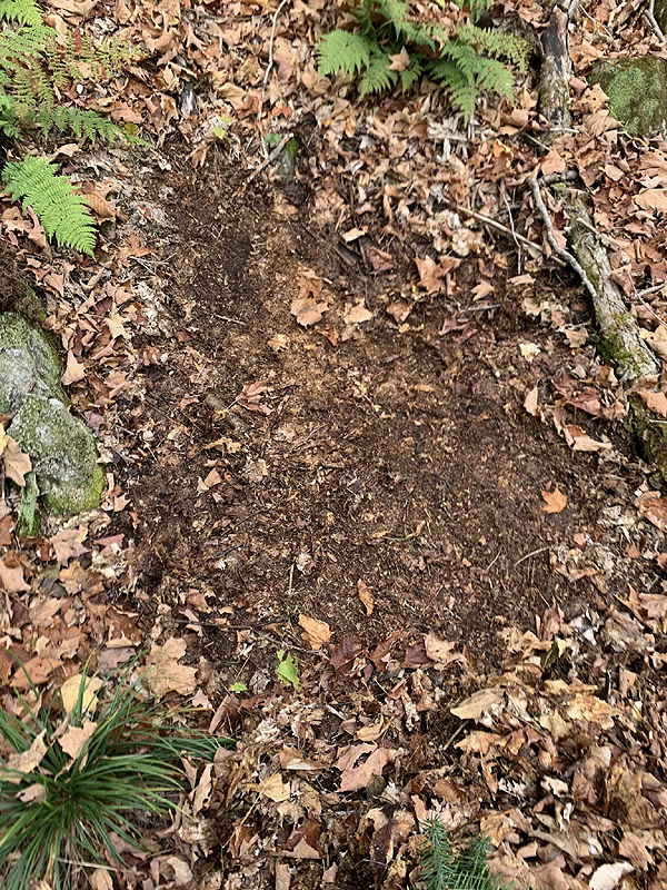 Préparation du sol avant le repiquage de l'ail des bois