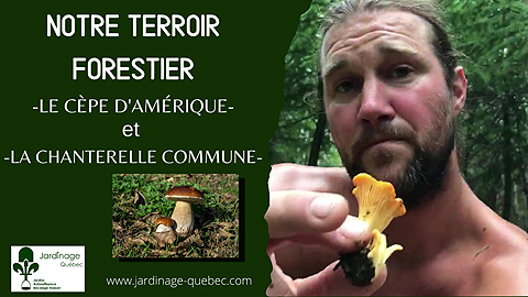 Cèpe d'Amérique et Chanterelle commune