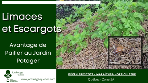 Pailler pour lutter contre les escargots et les limaces