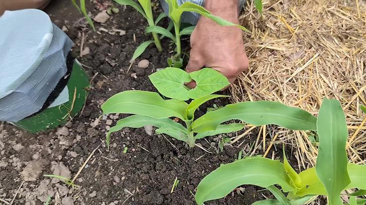 Pois et Maïs sucré