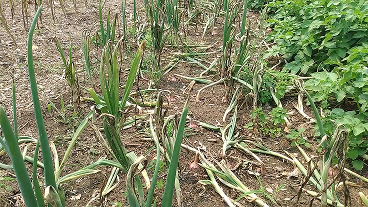 Oignons atteints d'une maladie fongique