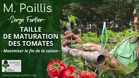 Taille de maturation des tomates en fin de saison