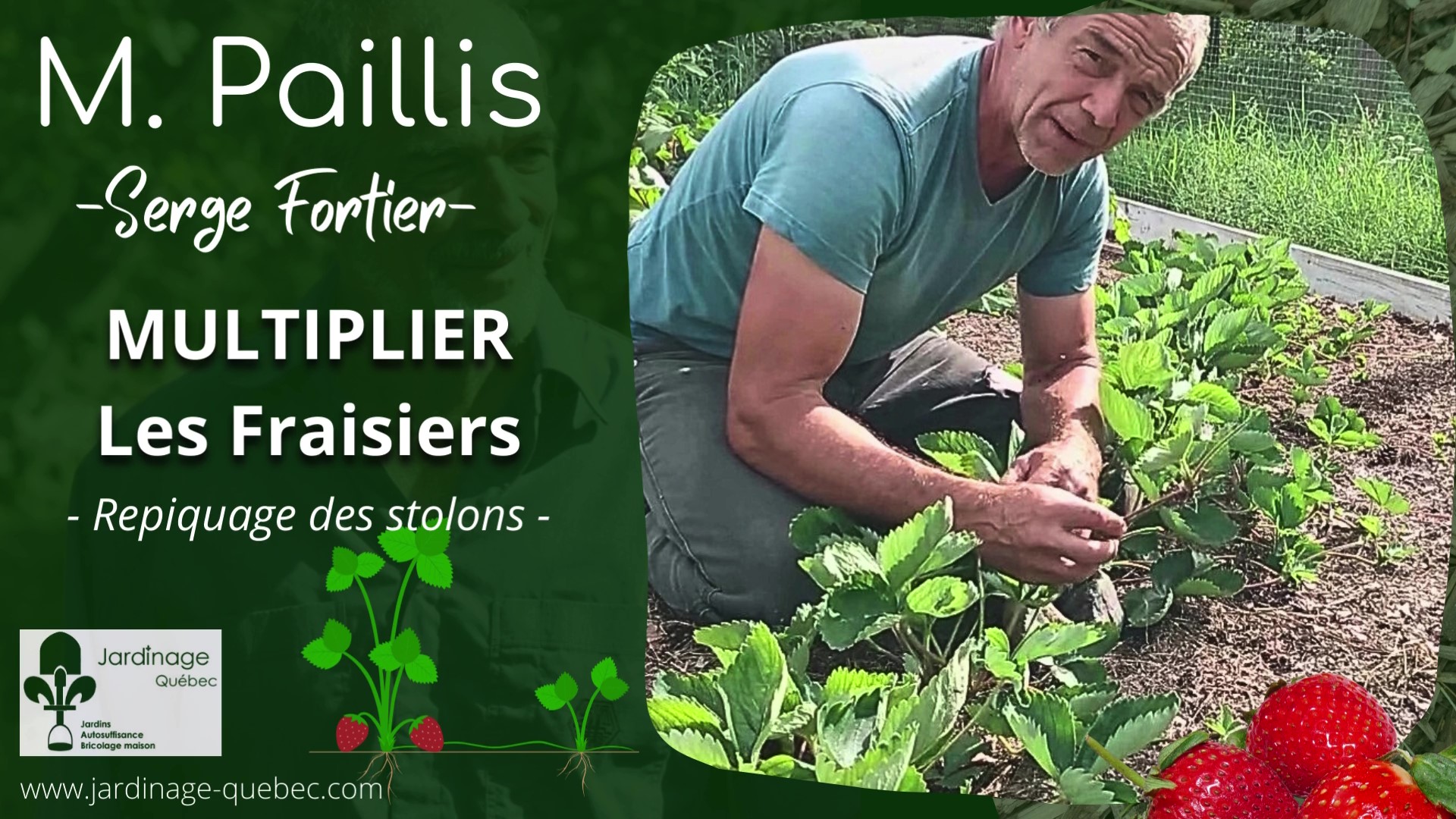 Multiplication des fraisiers