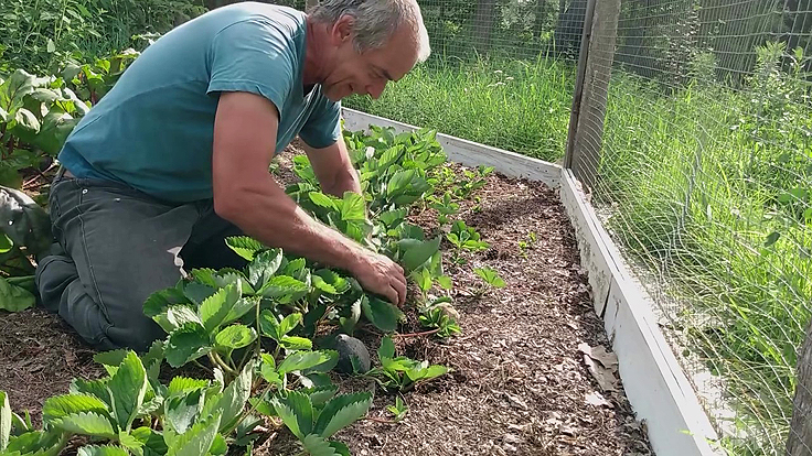 Repiquage des stolons de plants de fraises