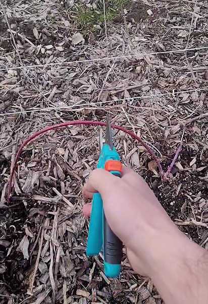 Multiplication framboisiers