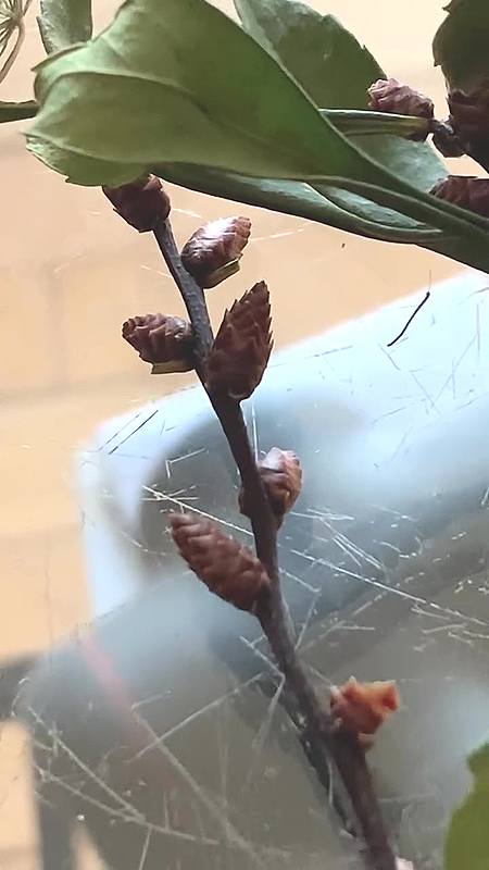 Myrique baumier - Chatons