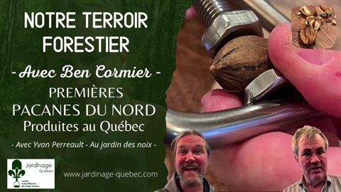 Pacane du Nord au Québec - Le Caryer Illinois ou Pacanier du Nord
