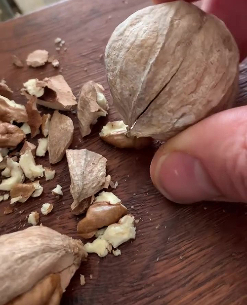 Noix du Caryer Lacinié