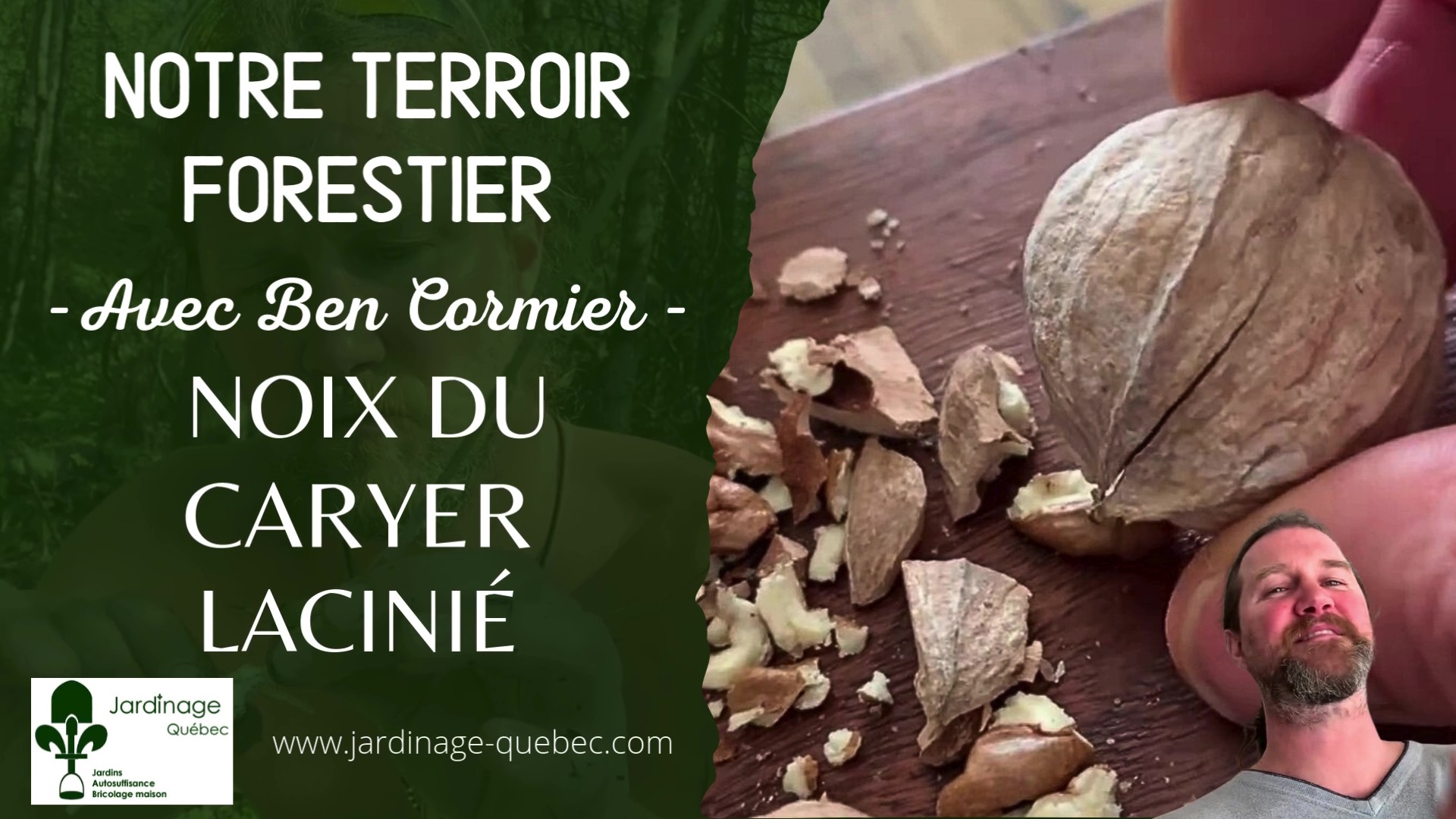 Noix du Caryer lacinié - Les arbres à noix adaptés au climat du Québec