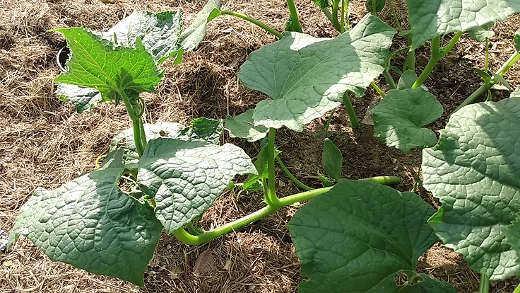 Plant de concombre avec sa tête sur la tige principale