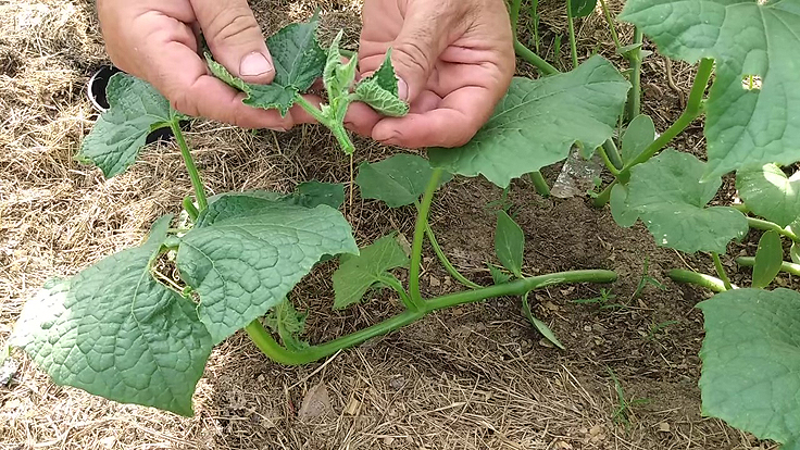 Tailler les plants de concombres