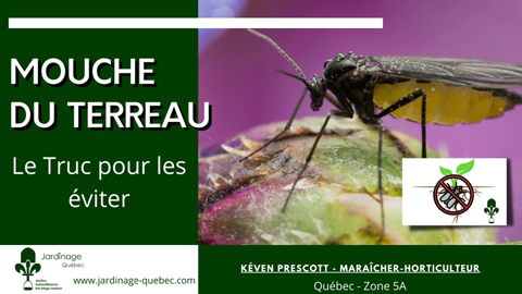 Mouche du terreau