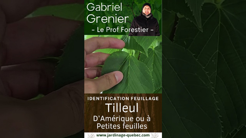 Identifier le tilleul d'Amérique et le tilleul à petites feuilles facilement