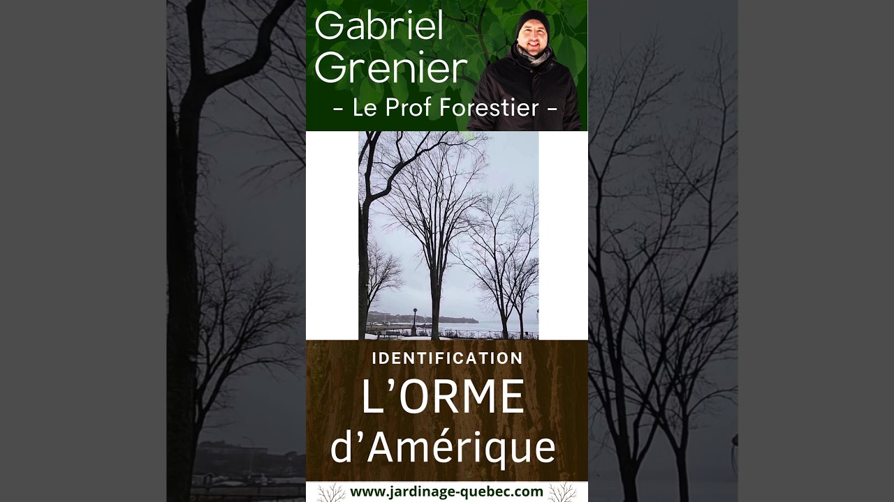 Orme d'Amérique : comment identifier le géant disparu des forêts du Québec