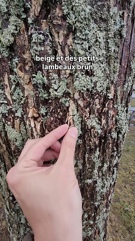 Apparence de l'écorce de l'orme d'Amérique