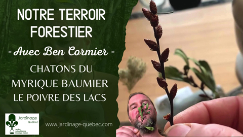 Myrique baumier - Démystification des chatons mâles ingrédient du poivre des lacs