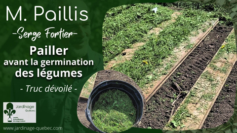 Pailler avant la germination des légumes au potager