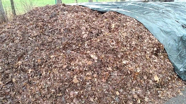 Paillis de feuilles
