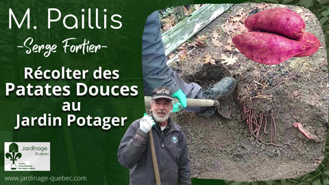 Récolter des patates douces au jardin potager