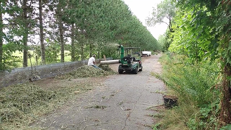 Déchiquetage du roseau commun ou phragmite