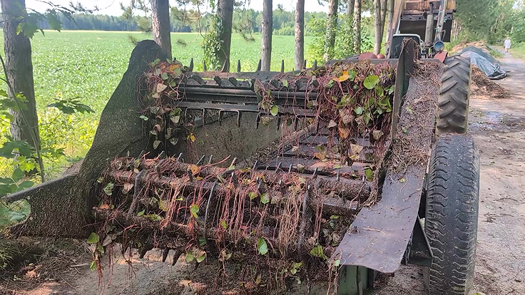 Mélange des plantes aquatiques et des aiguilles de pins