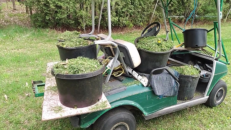 Paillis d'herbe