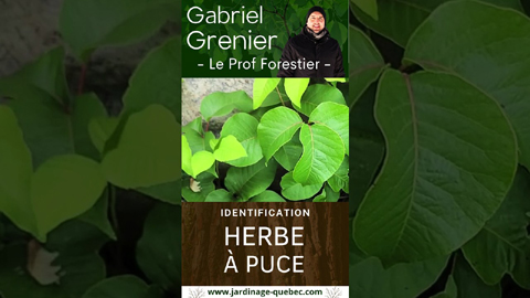 Comment identifier l'herbe à puce et éviter une réaction allergique en forêt