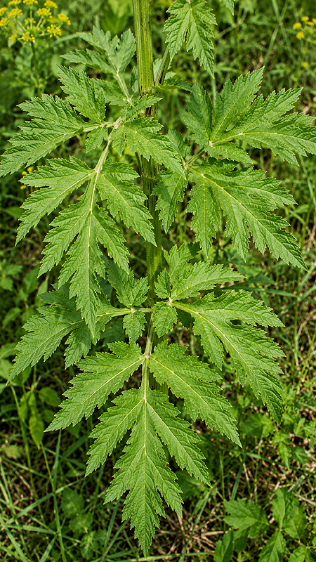 Feuillage du Panais sauvage