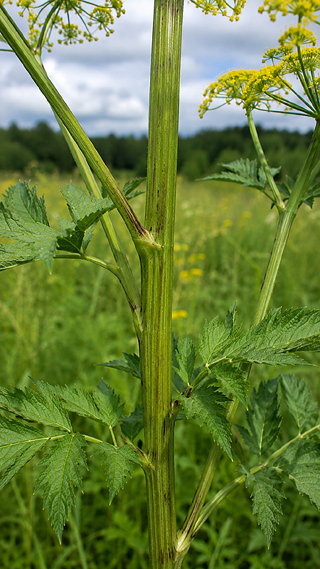 Tige robuste et cannelée du Panais sauvage