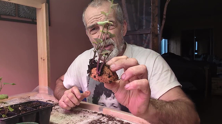 Tubercule de patate douce