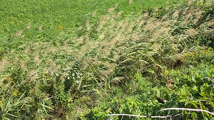 Phragmite plante envahissante