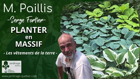Planter en massif